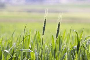 科技如何塑造现代农业,创新与变革 第1张 科技如何塑造现代农业,创新与变革 第1张